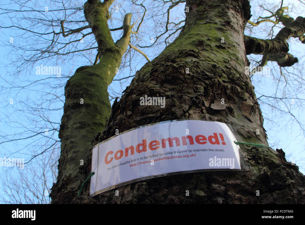 A sign strapped to a tree in Nether Edge, Sheffield alerts passers by that it has been earmarked for felling Stock Photo