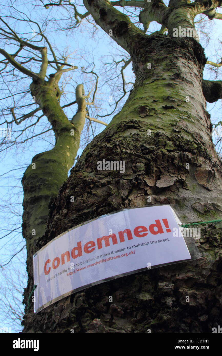 A sign on a tree in Nether Edge, Sheffield alerts passers by that it has been earmarked for felling - January, 2016 Stock Photo