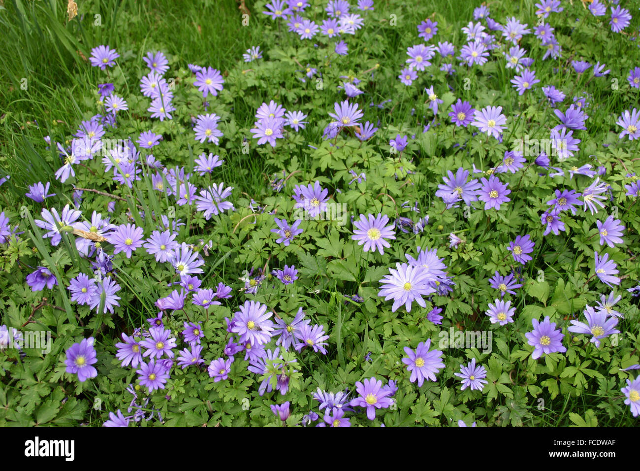 Purple Anemones Stock Photo