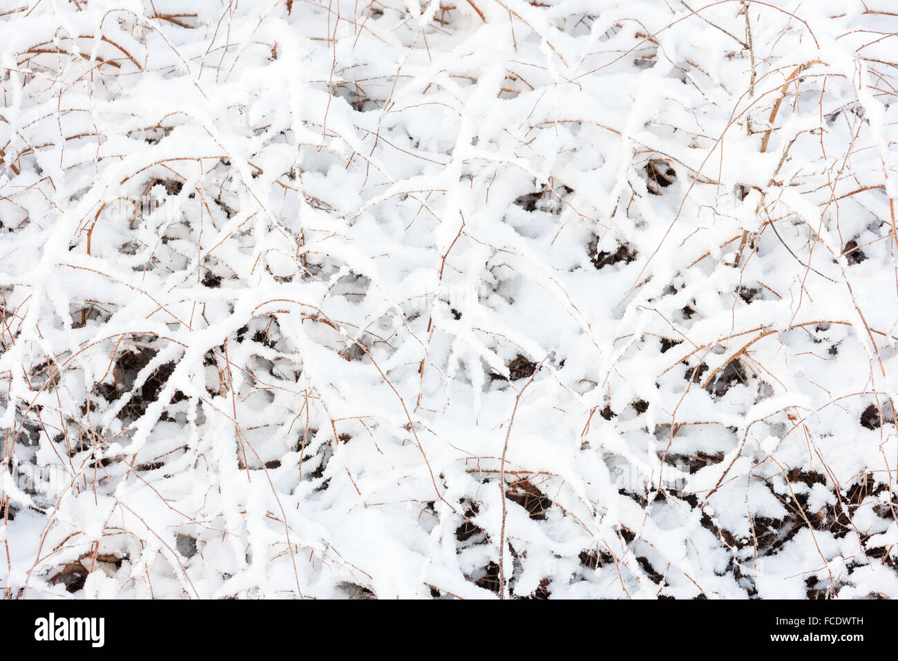 Abstract of snow on bush. Close up of snow covering the branches of a small bush. Stock Photo