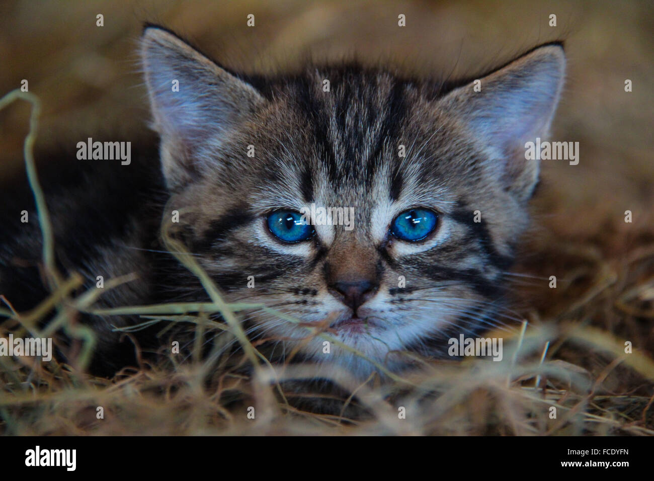 Close-Up Of Kitten Relaxing On Dry Grass Stock Photo