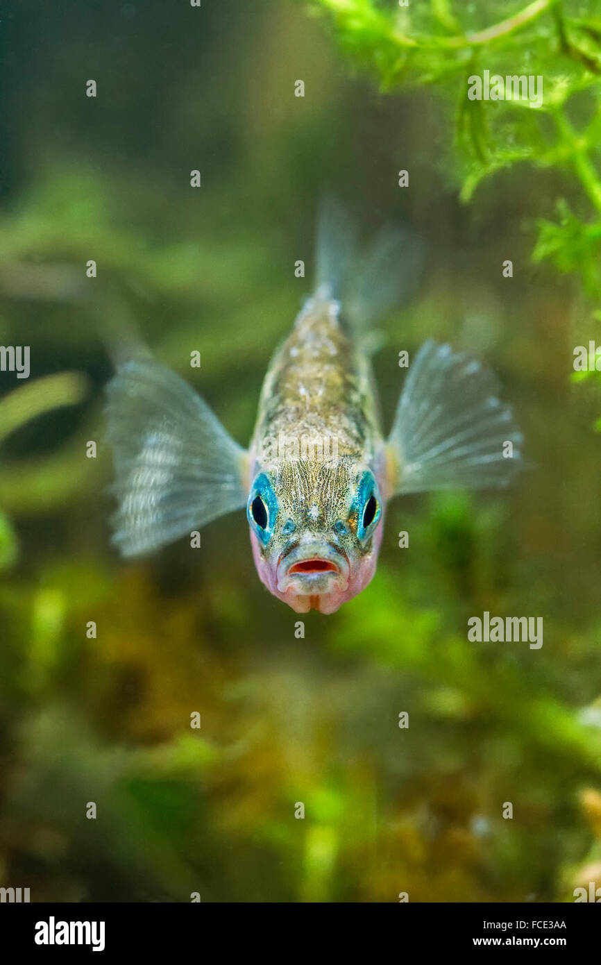 Netherlands, Rotterdam, The three-spined stickleback. Mating season. Male with blue eyes and red belly maintaining nest Stock Photo