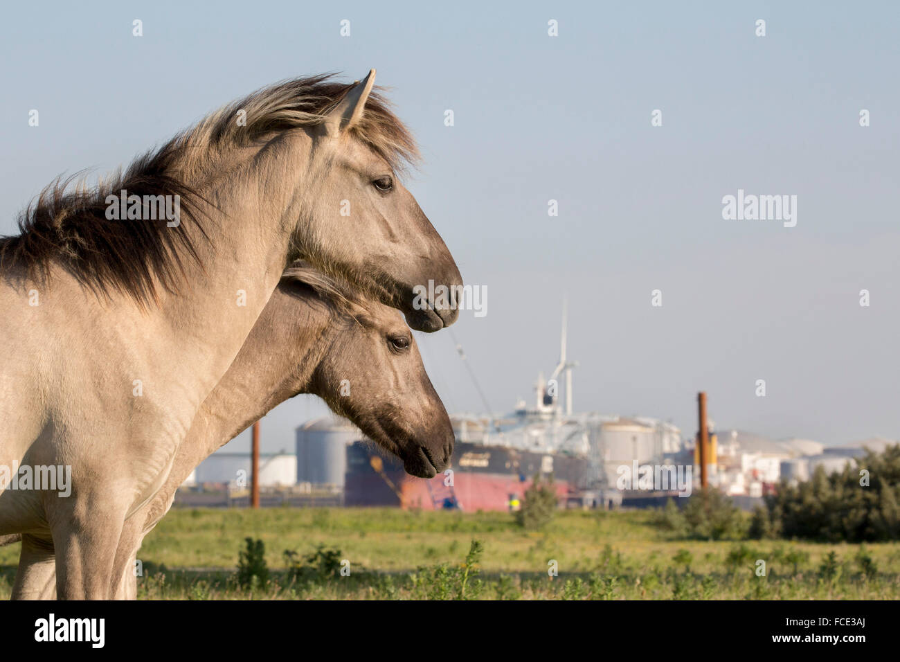 Netherlands, Rotterdam, Port of Rotterdam. Nature reserve in port called Landtong Rozenburg. Konik horses Stock Photo