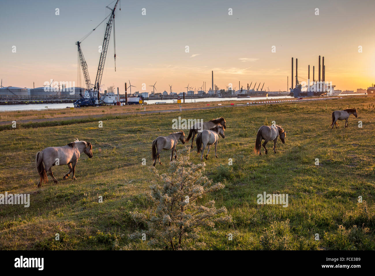 Netherlands, Rotterdam, Port of Rotterdam. Nature reserve in port called Landtong Rozenburg. Konik horses Stock Photo