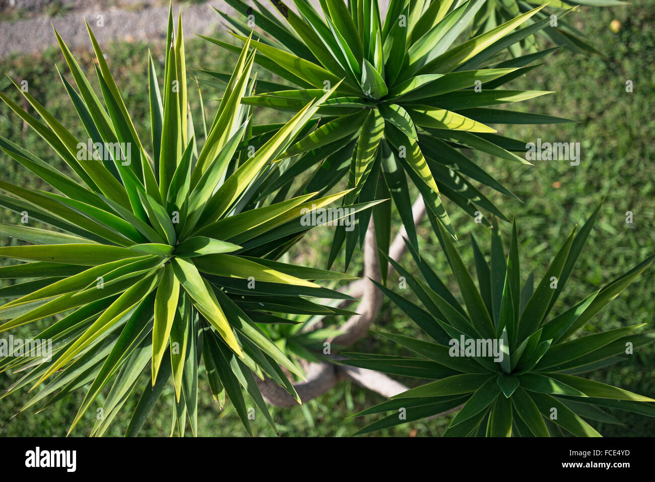 High angle view of green crowded and spreading leaf tops of Yucca aloifolia, common known as Spanish dagger or Joshua tree, in l Stock Photo