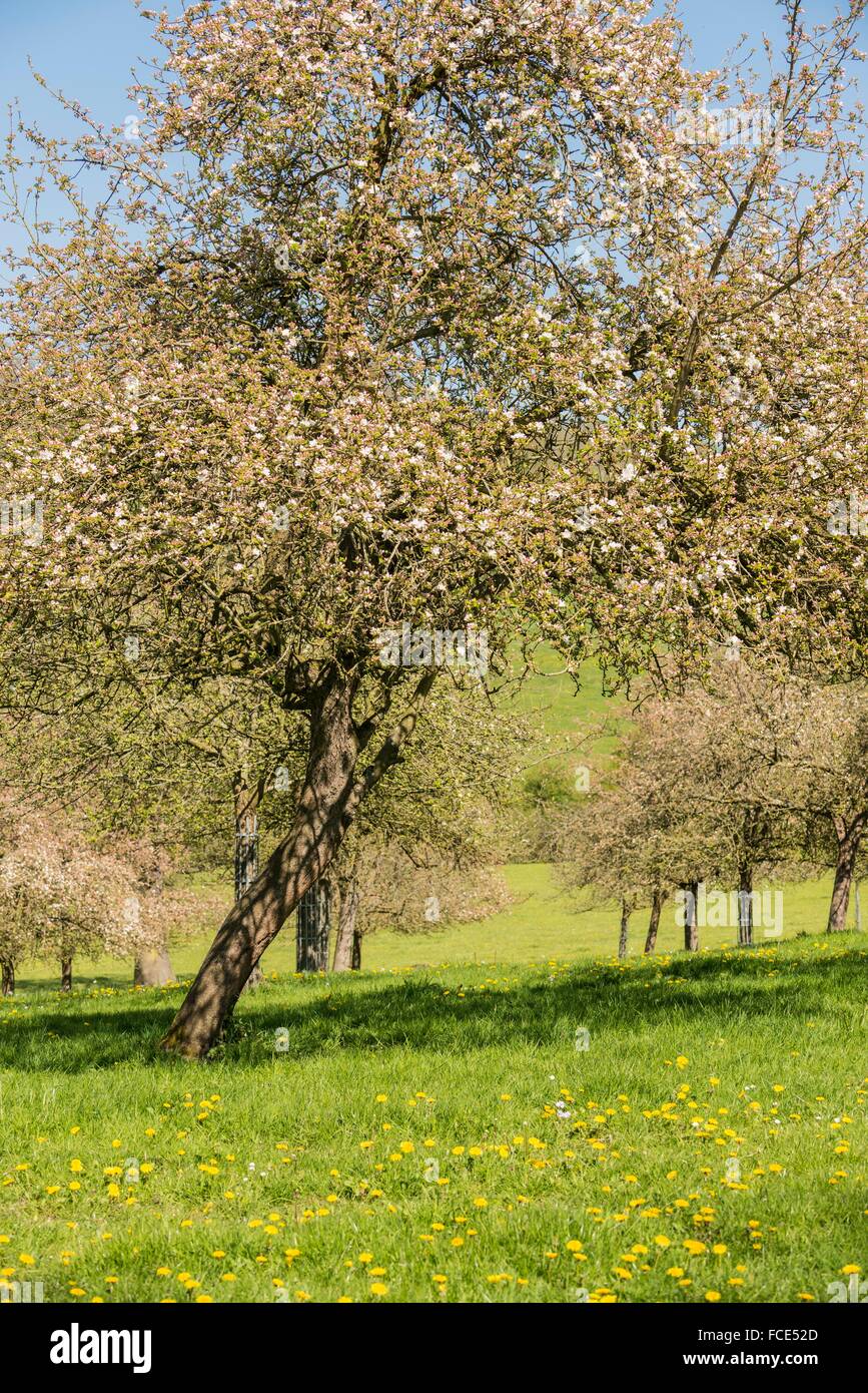 Apple trees france hires stock photography and images Alamy