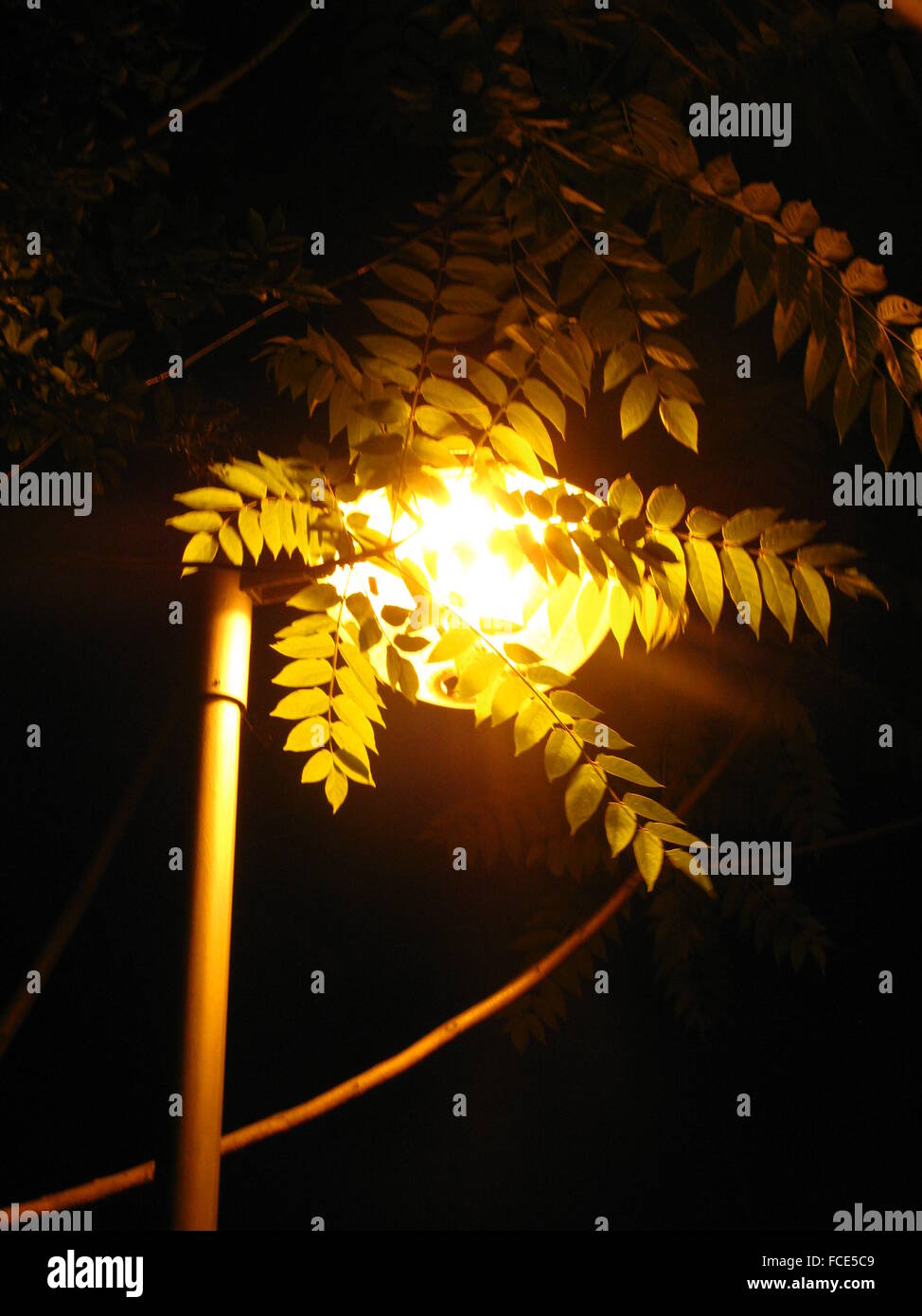 Illuminated tree light hi-res stock photography and images - Alamy