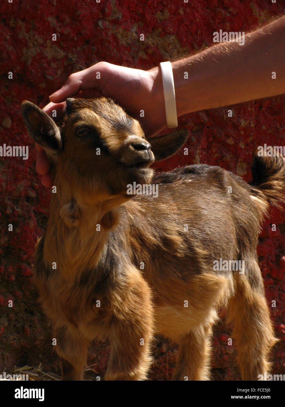 Man With Goat High Resolution Stock Photography and Images - Alamy