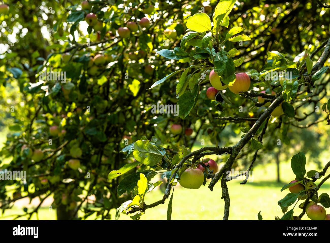 France, Normandy, apple trees in a countryside garden Stock Photo Alamy