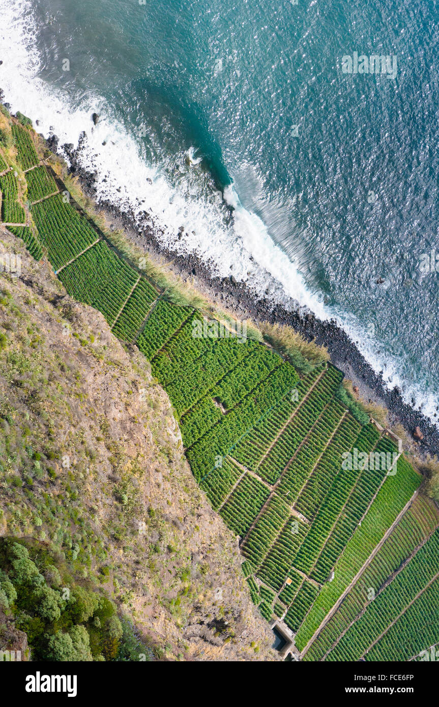 Aerial view of crops growing in Madeiran terraces, Fajãs do Cabo Girão, Madeira, Portugal. Stock Photo