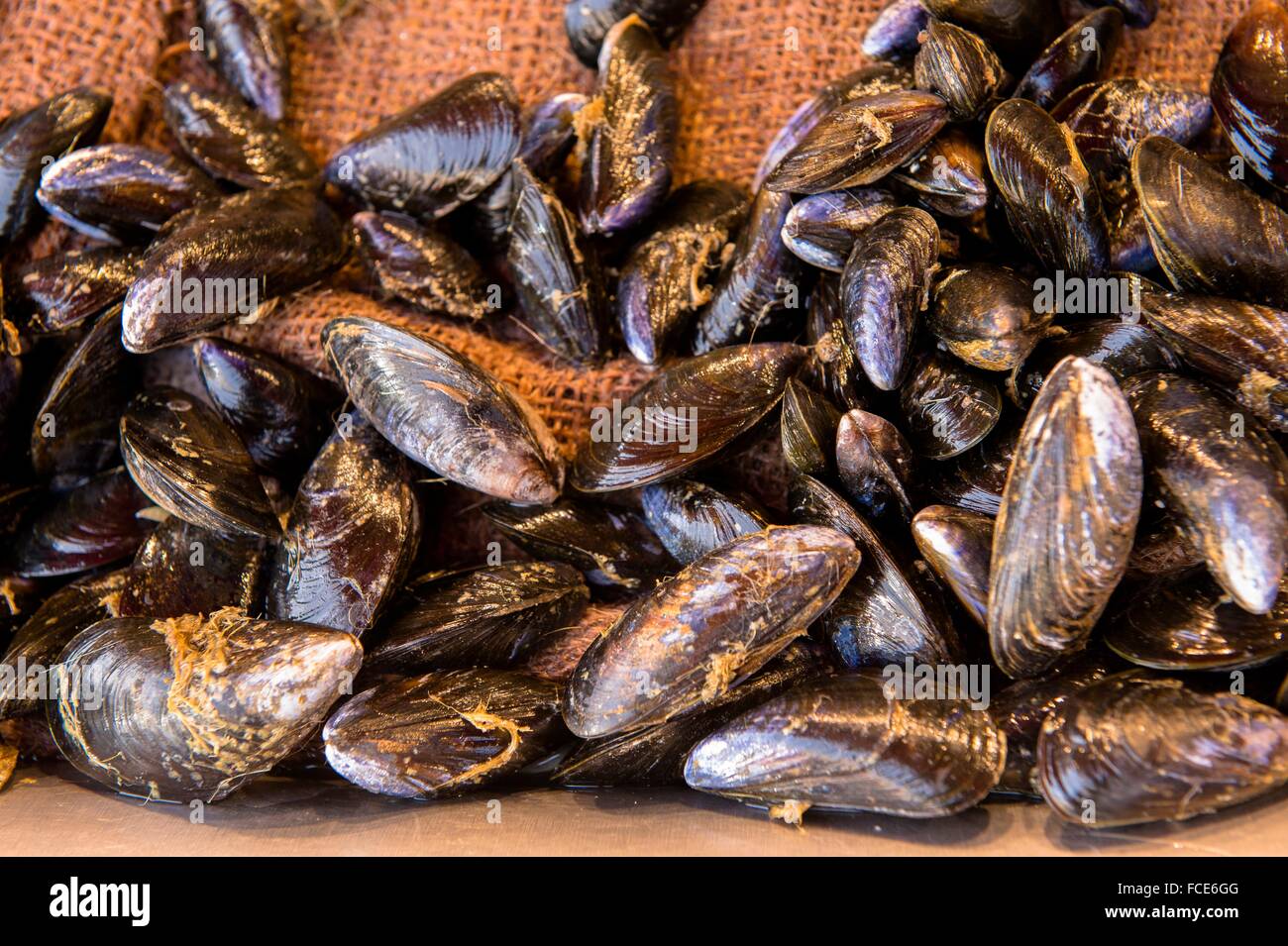 France, Normandy, mussels on a fish market Stock Photo Alamy