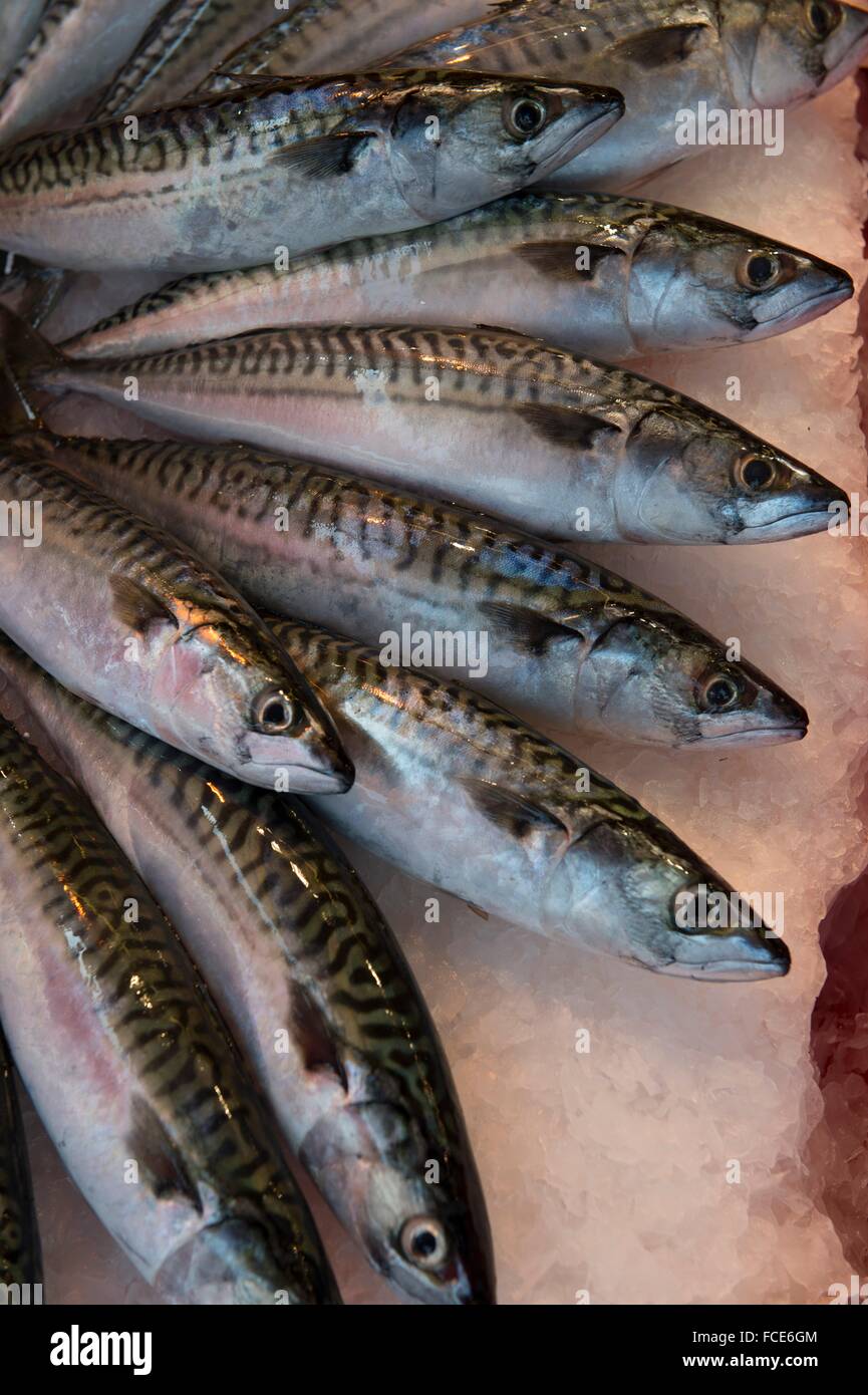 Mackerles Mackerels on a fish market hi-res stock photography and images - Alamy