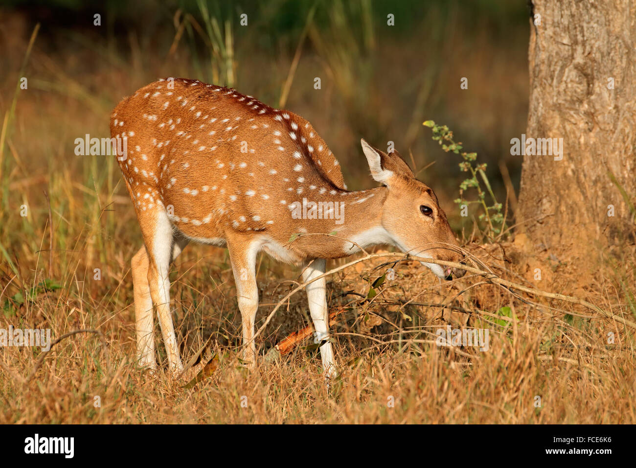 Female spotted deer or chital (Axis axis), Kanha National Park, India Stock Photo