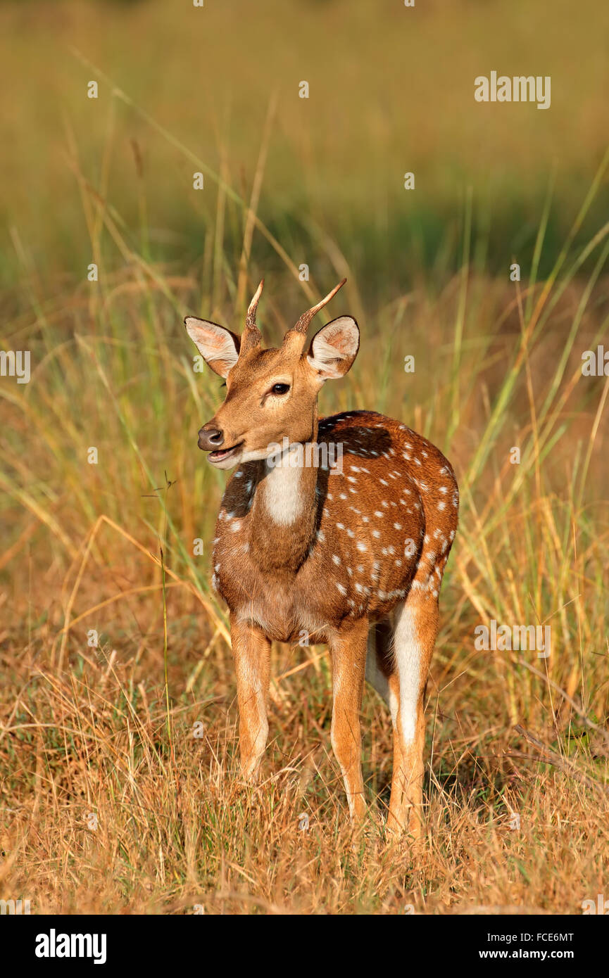 A young male spotted deer or chital (Axis axis), Kanha National Park