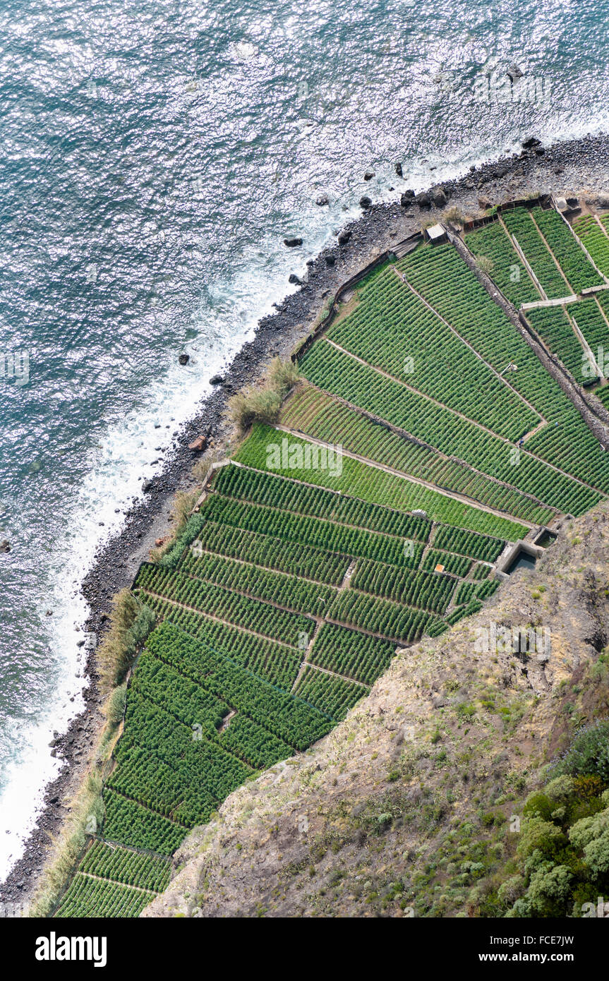 Aerial view of crops growing in Madeiran terraces, Fajãs do Cabo Girão, Madeira, Portugal. Stock Photo