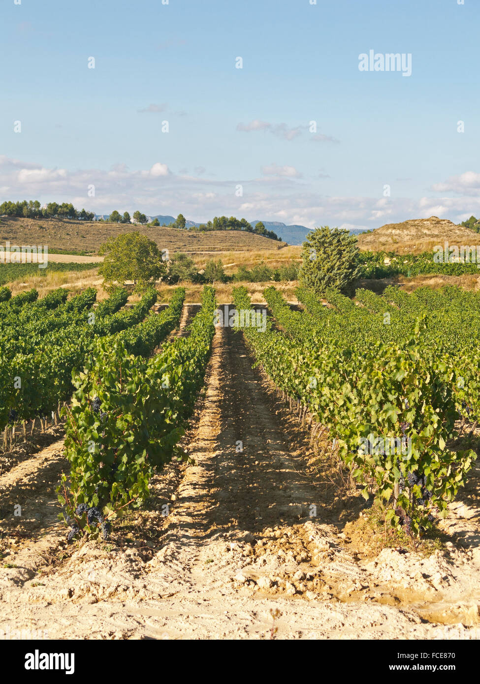 Vineyard in La Rioja, the largest wine producing region in Spain Stock