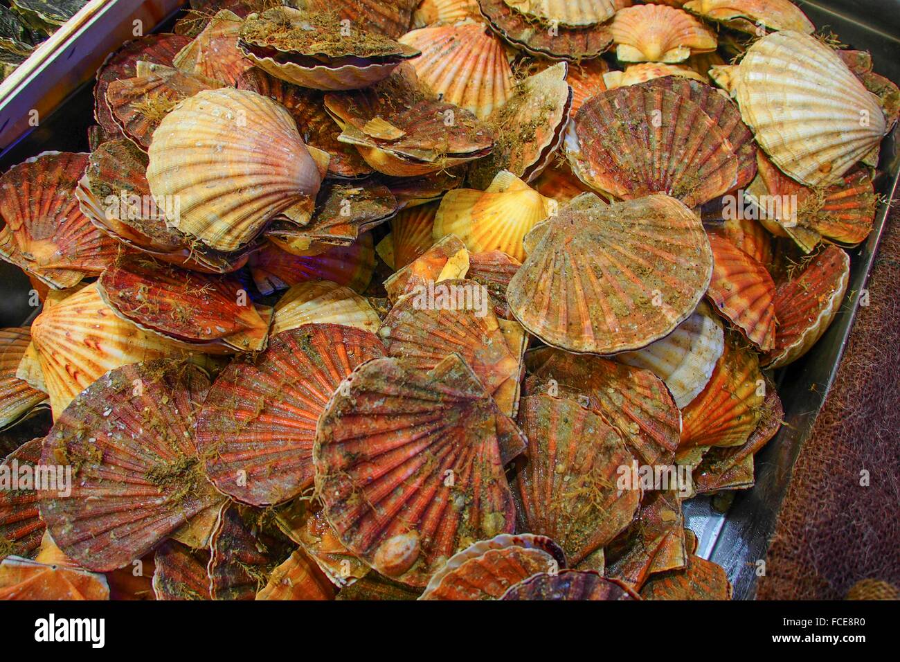 Pecten Maximus