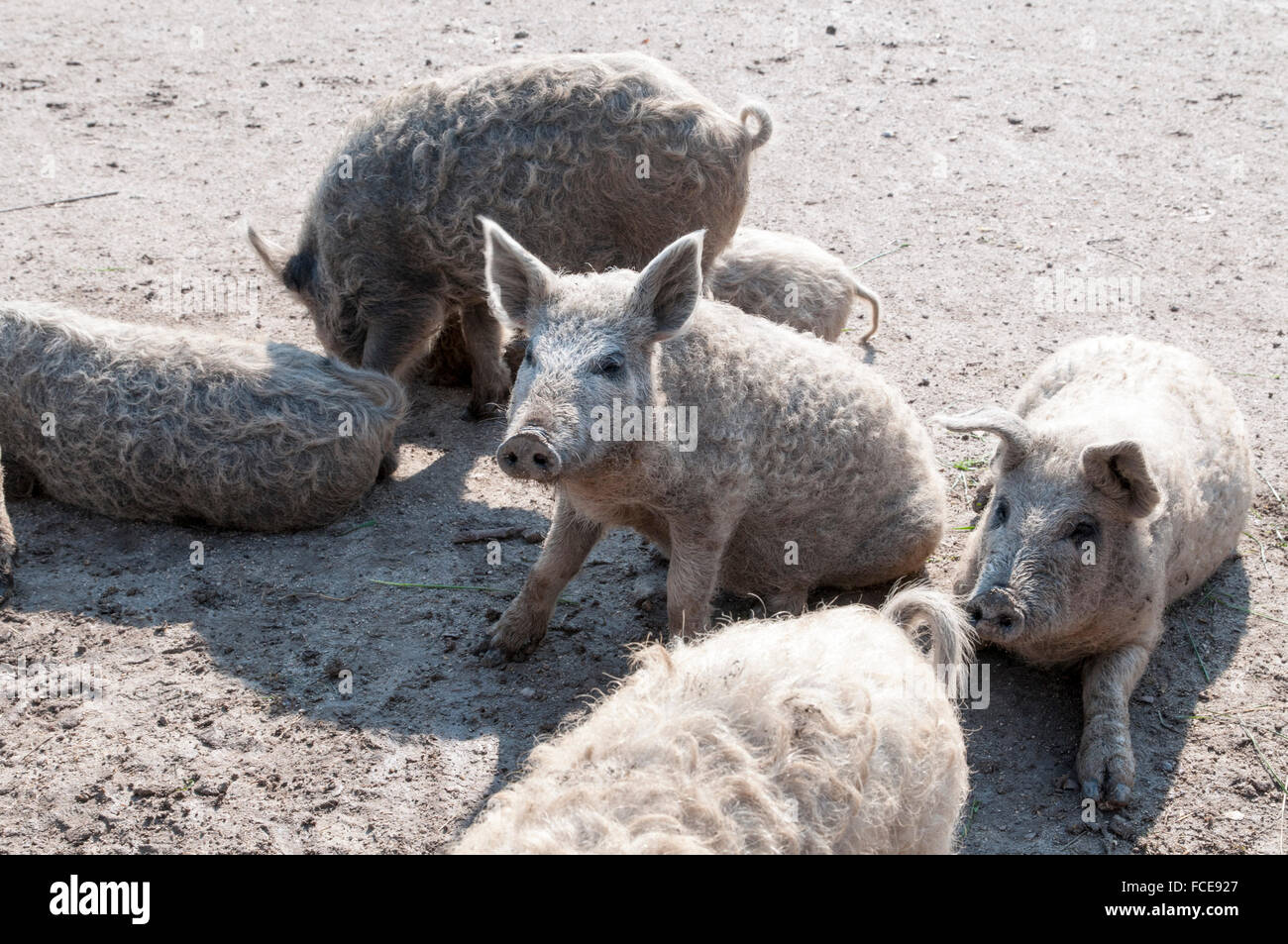 Pigs in the sand, UNESCO World Heritage Site The Cultural Landscape Fertö-Lake Neusiedl, Hungary Stock Photo