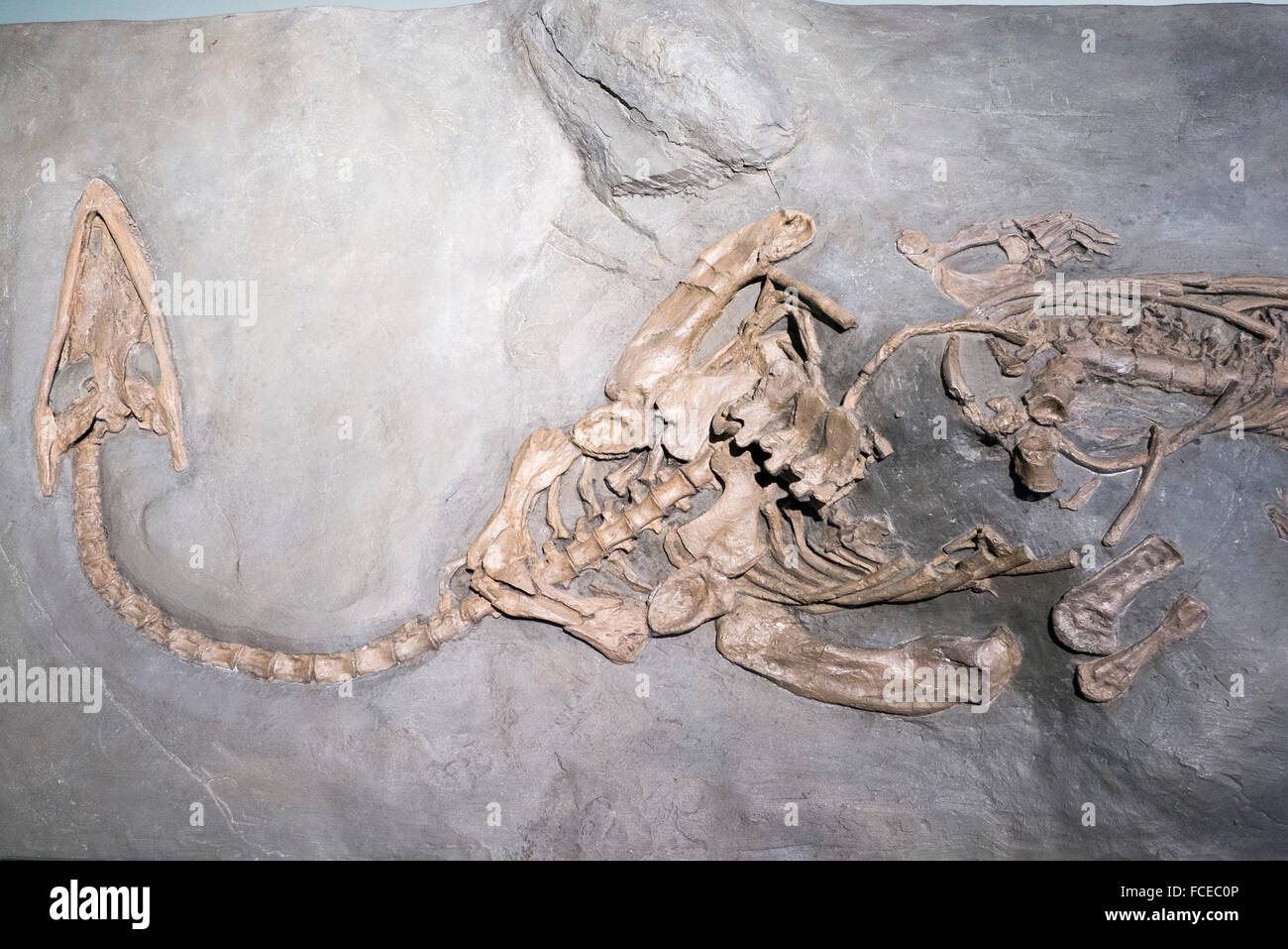 fossil museum in Meride UNESCO World Heritage Site Monte San Giorgio Ticino Switzerland Stock Photo Alamy