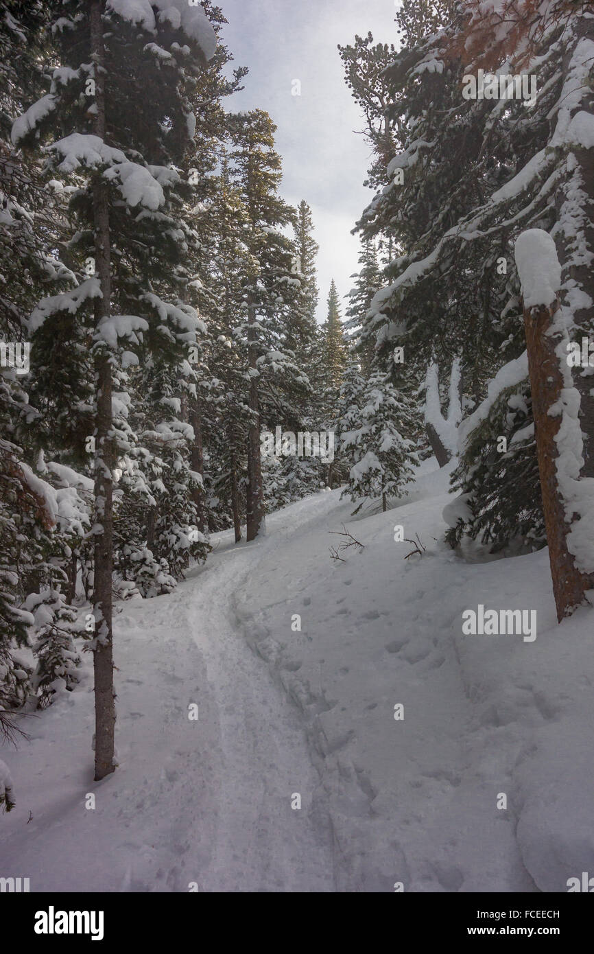 Snow Shoe Tracks in Winter Forest Along the Brainard Lake Recreation