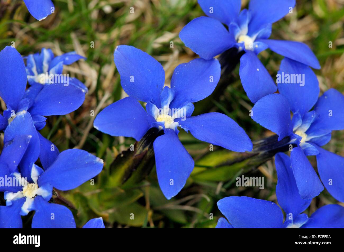 Flowers of Gentiana sp. genus of flowering plants belonging to the