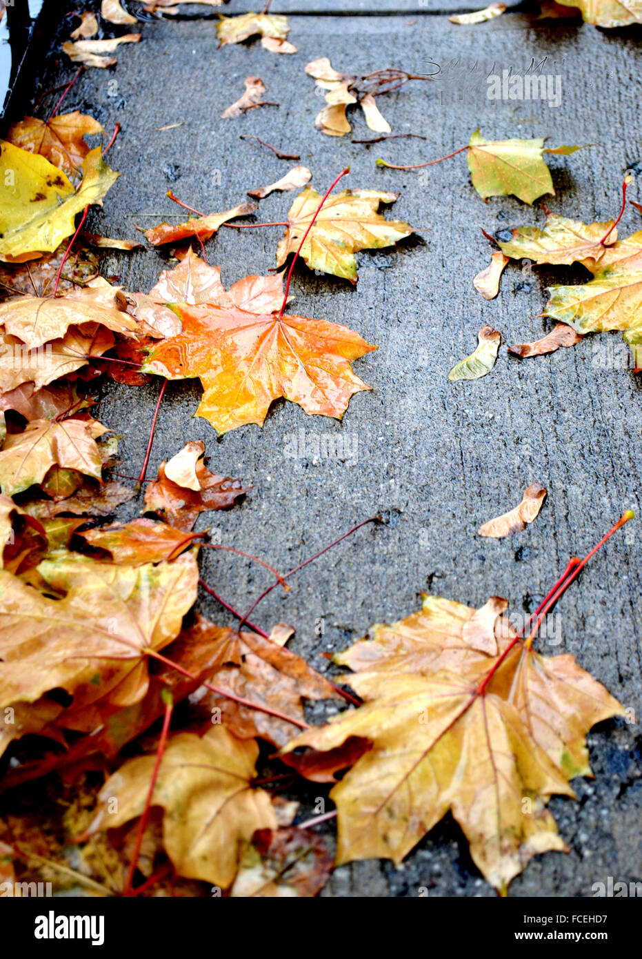 Close-Up Of Autumnal Leaves On Ground Stock Photo