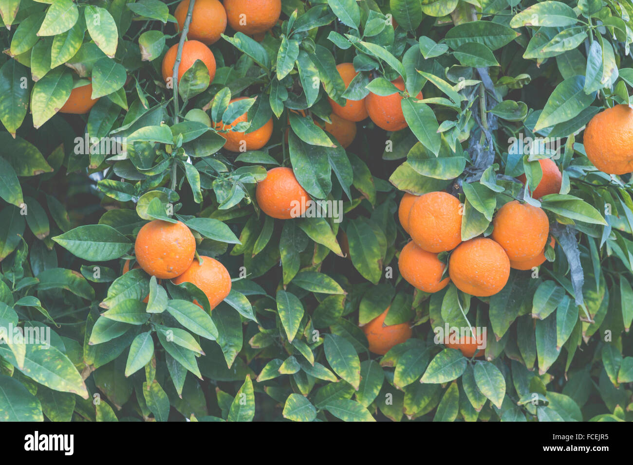 Branches with the fruits of the tangerine trees Stock Photo Alamy