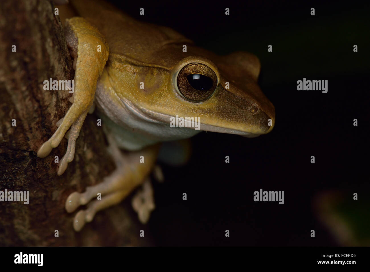 Brown tree frog stock photo alamy