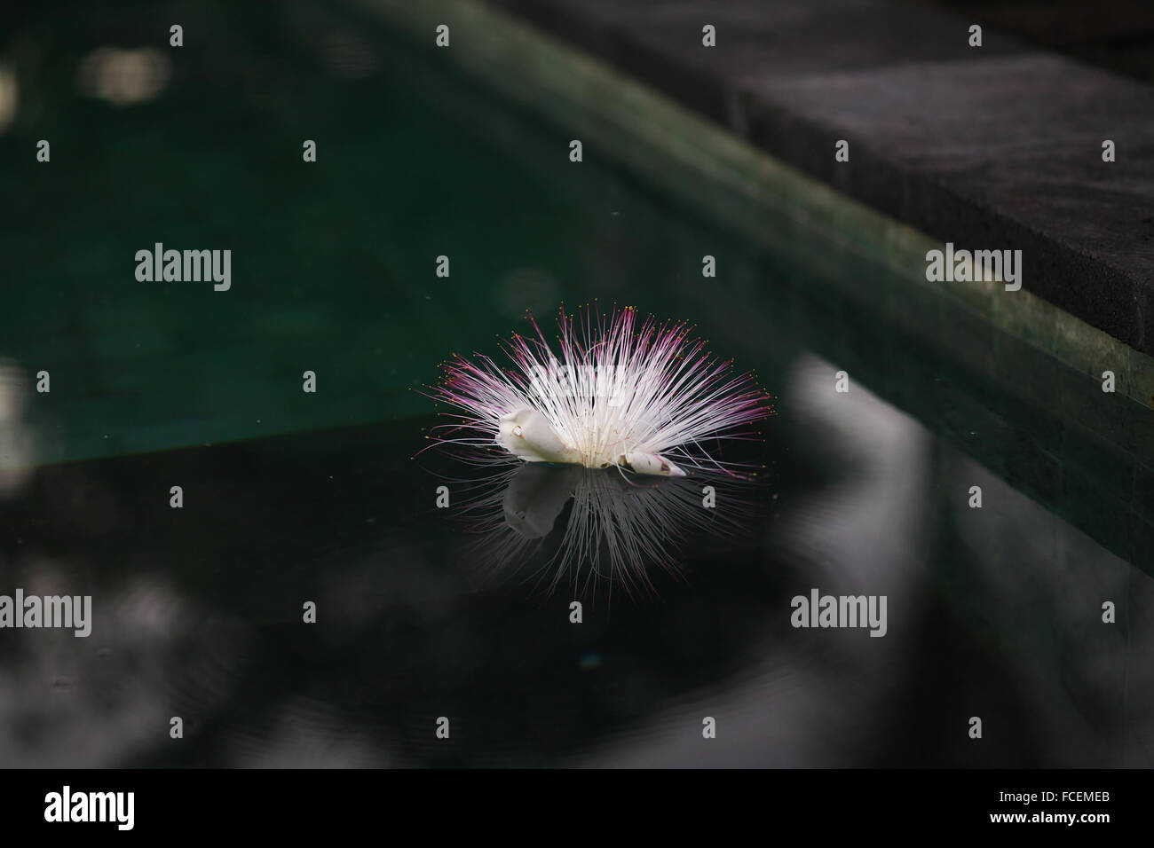 Flower Floating On Water Stock Photo Alamy