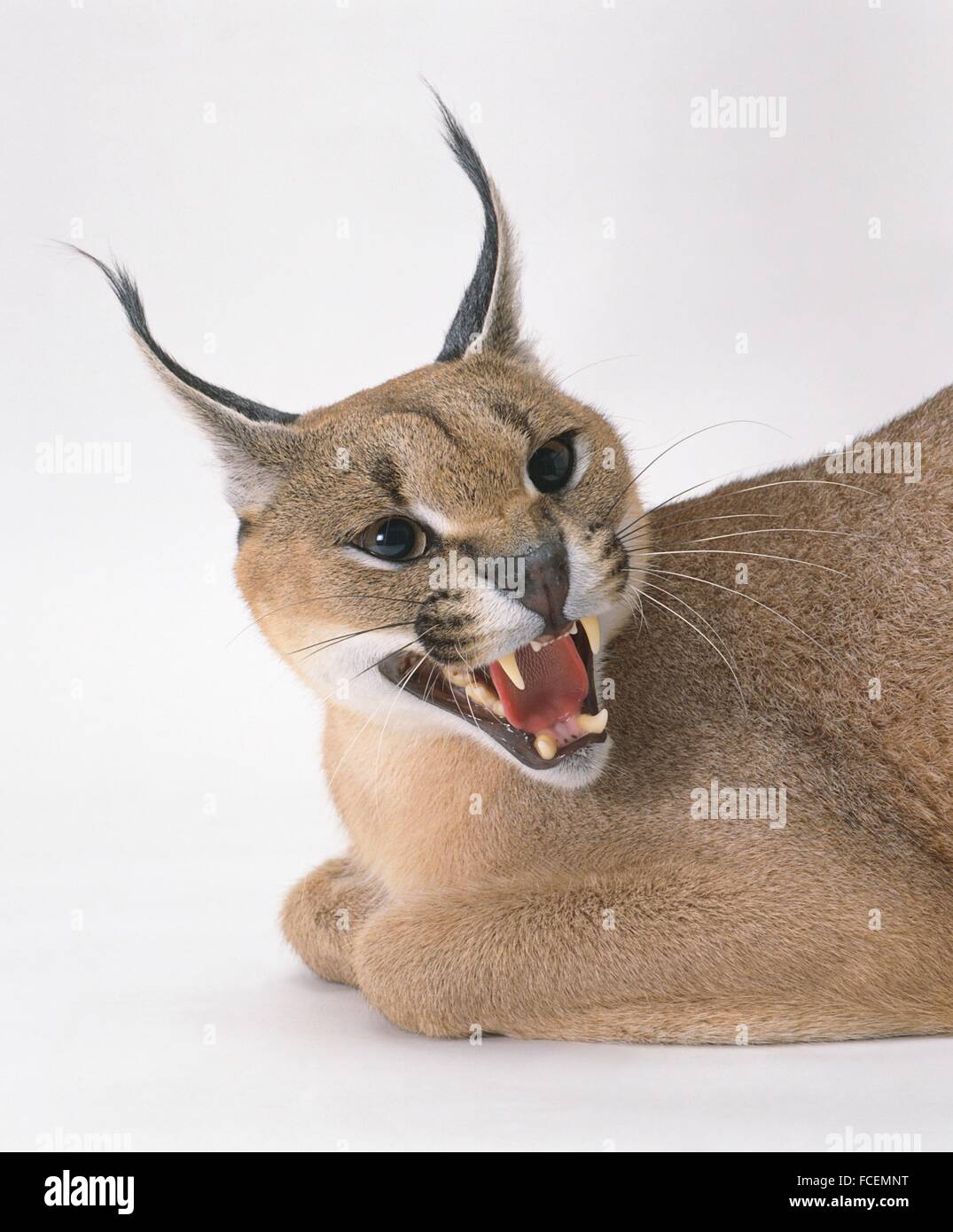 Caracal (Caracal Caracal) with hissing mouth open Stock Photo