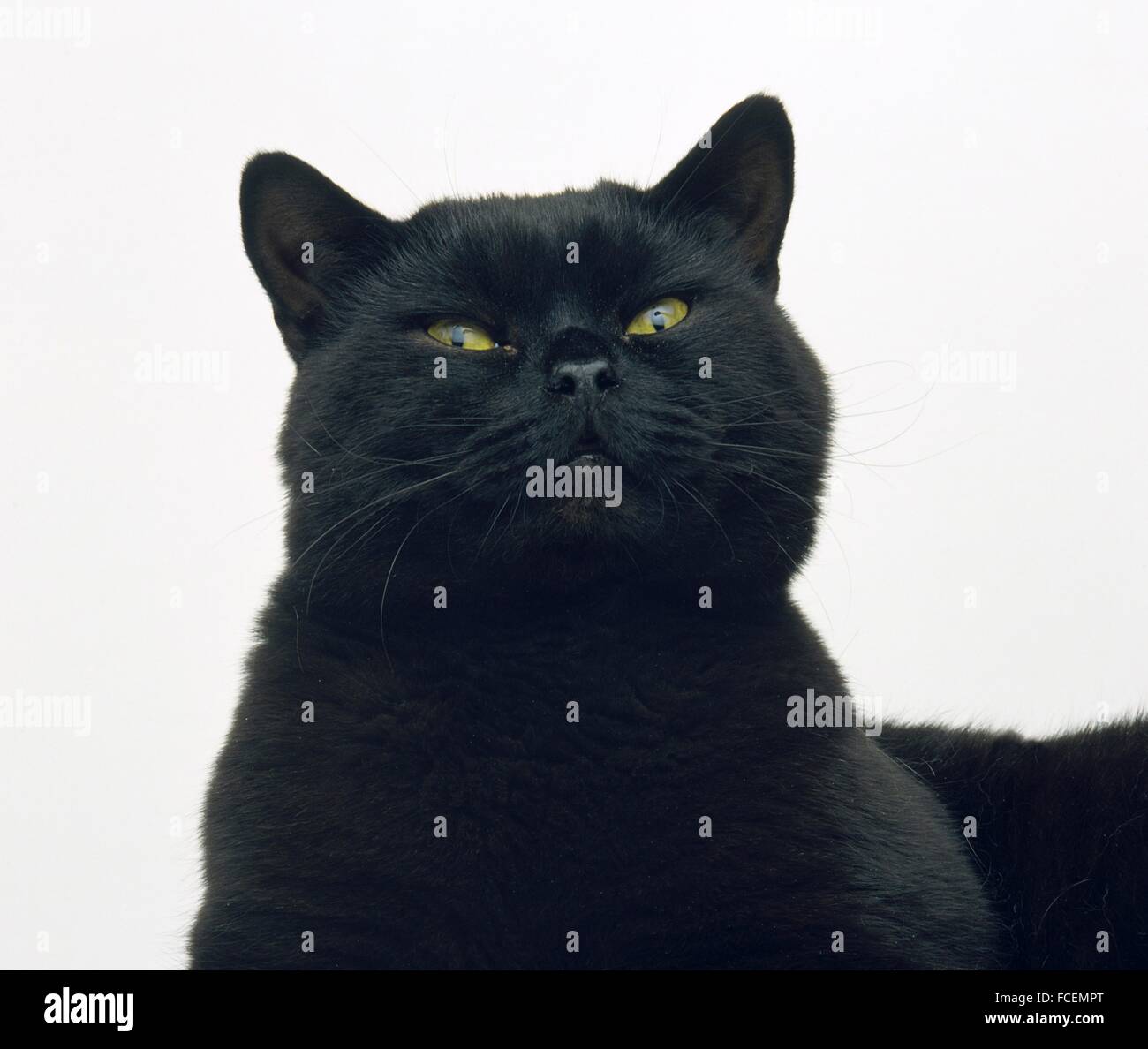 Black cat, head and shoulders Stock Photo