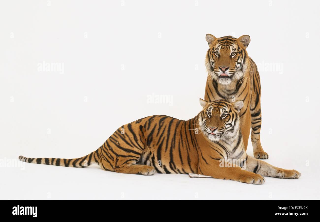 Two Tigers (Panthera tigris) standing and lying down Stock Photo