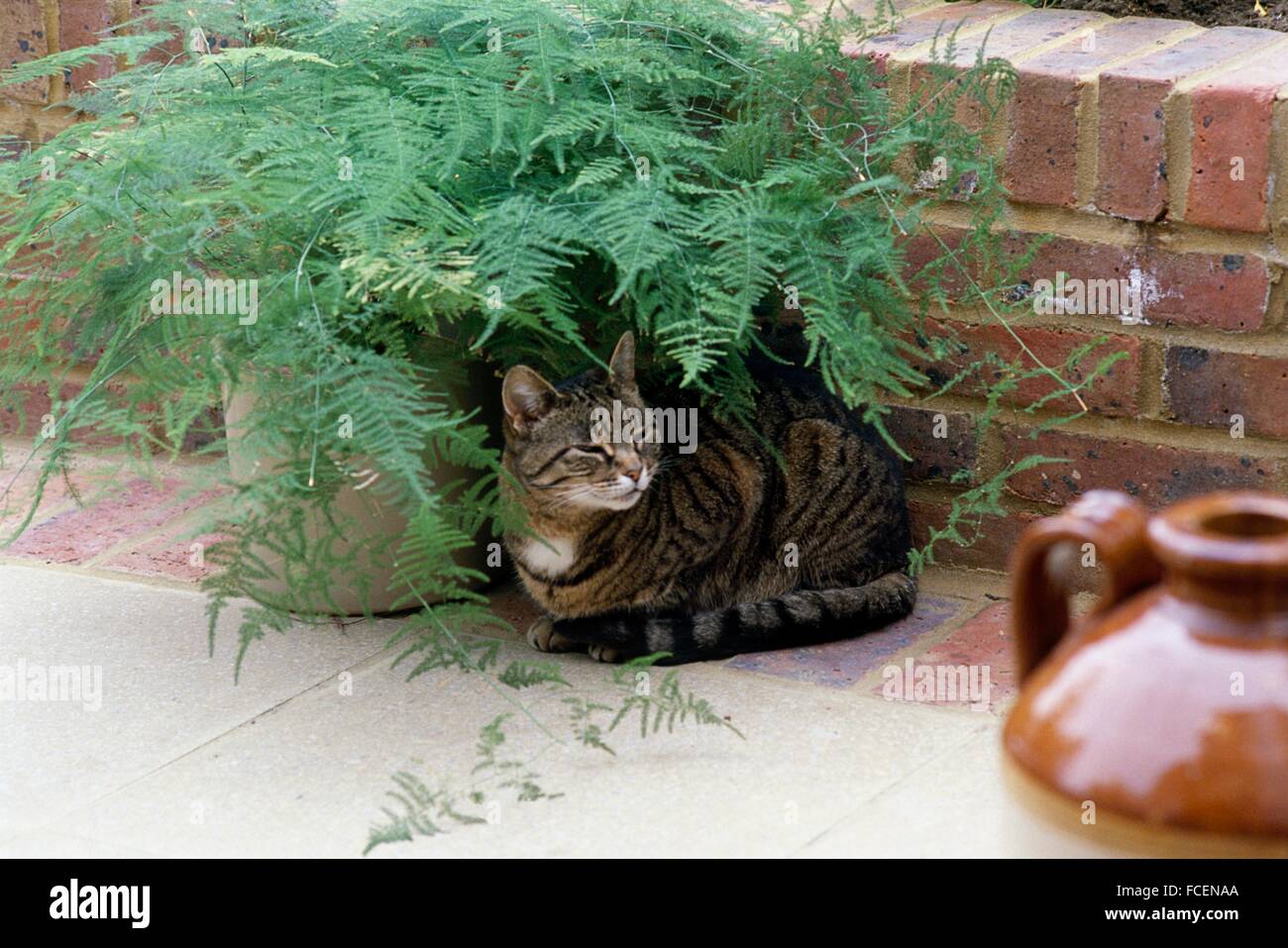 Brown tabby and white cat sitting under leaves of pot plant on patio Stock Photo
