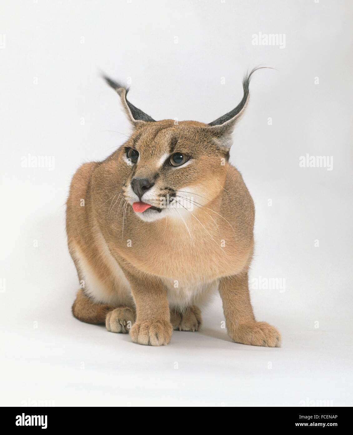 Caracal (Caracal caracal), crouching and sticking tongue out Stock Photo
