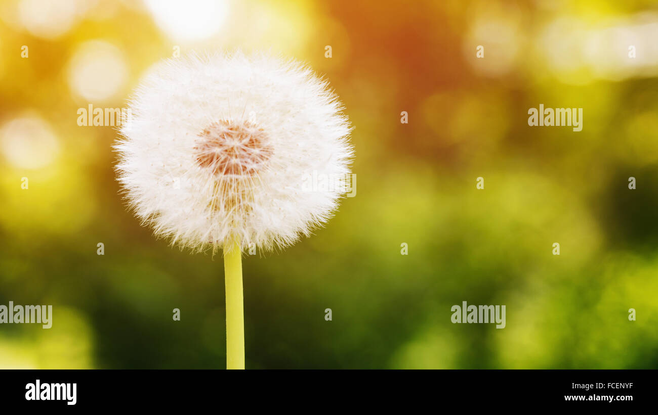 White dandelion flower stem hi-res stock photography and images - Alamy