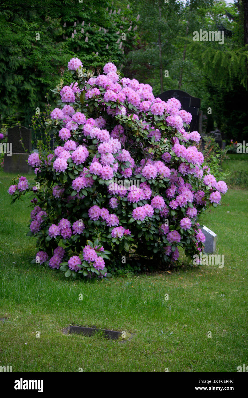 57+ Rhododendron Pflanzen Friedhof, Es muss nicht aufwändig sein,