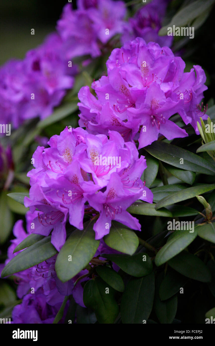Friedhof boulevard hires stock photography and images Alamy