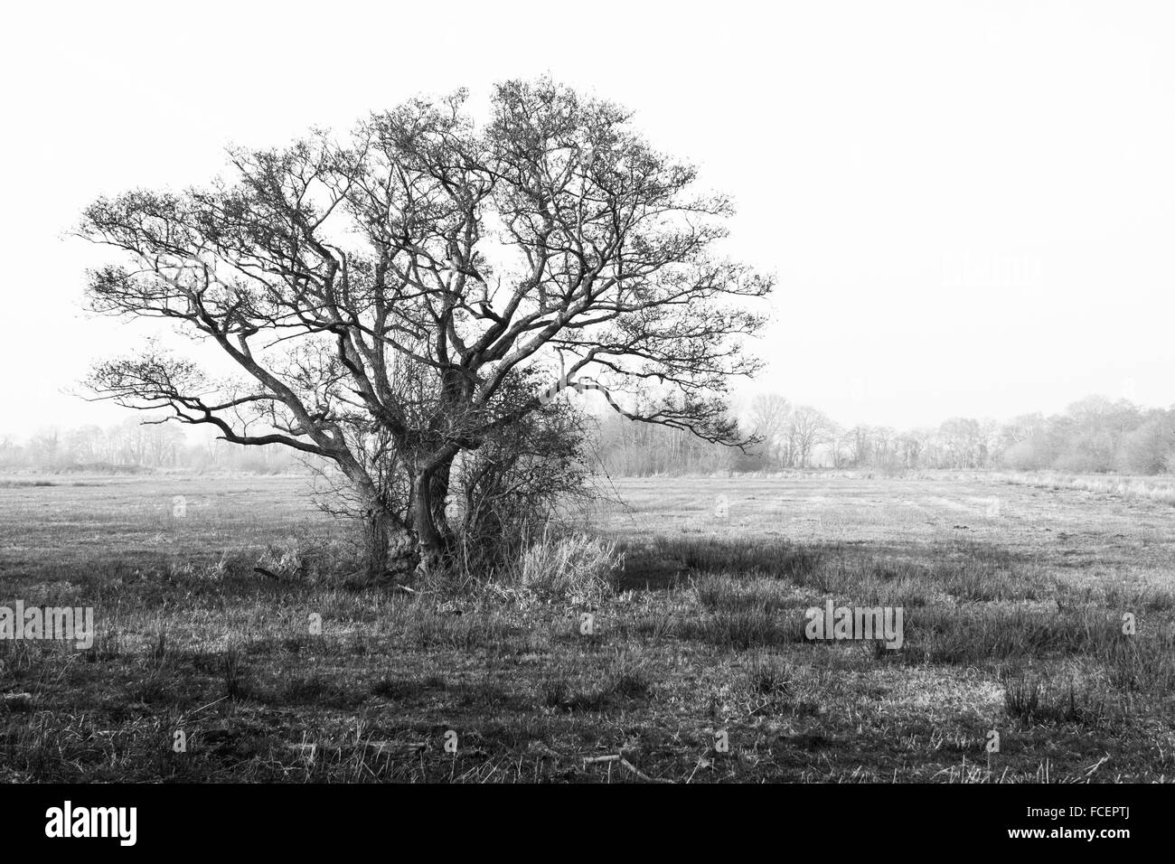 Black and white tree Stock Photo - Alamy