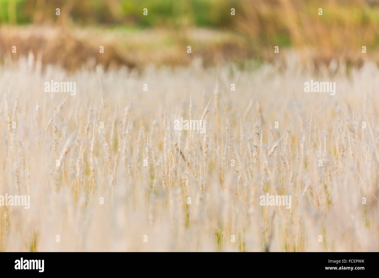 Close-up of grasses Stock Photo