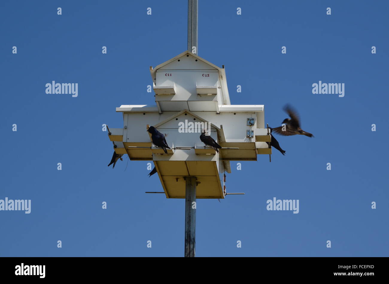 Purple martin birdhouse hi-res stock photography and images - Alamy