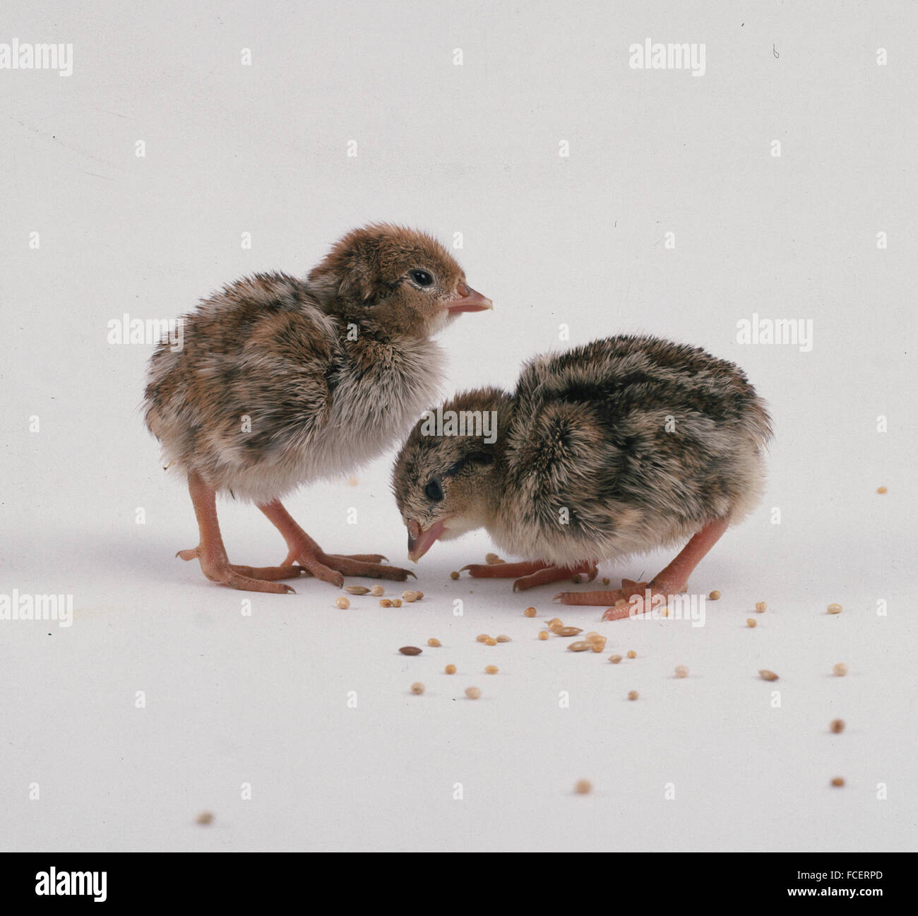 Grain eating animals hi-res stock photography and images - Alamy Grain eating animals hi-res stock photography and images - Alamy