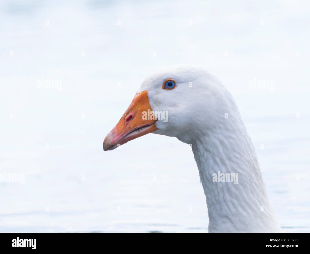 White domestric duck Stock Photo