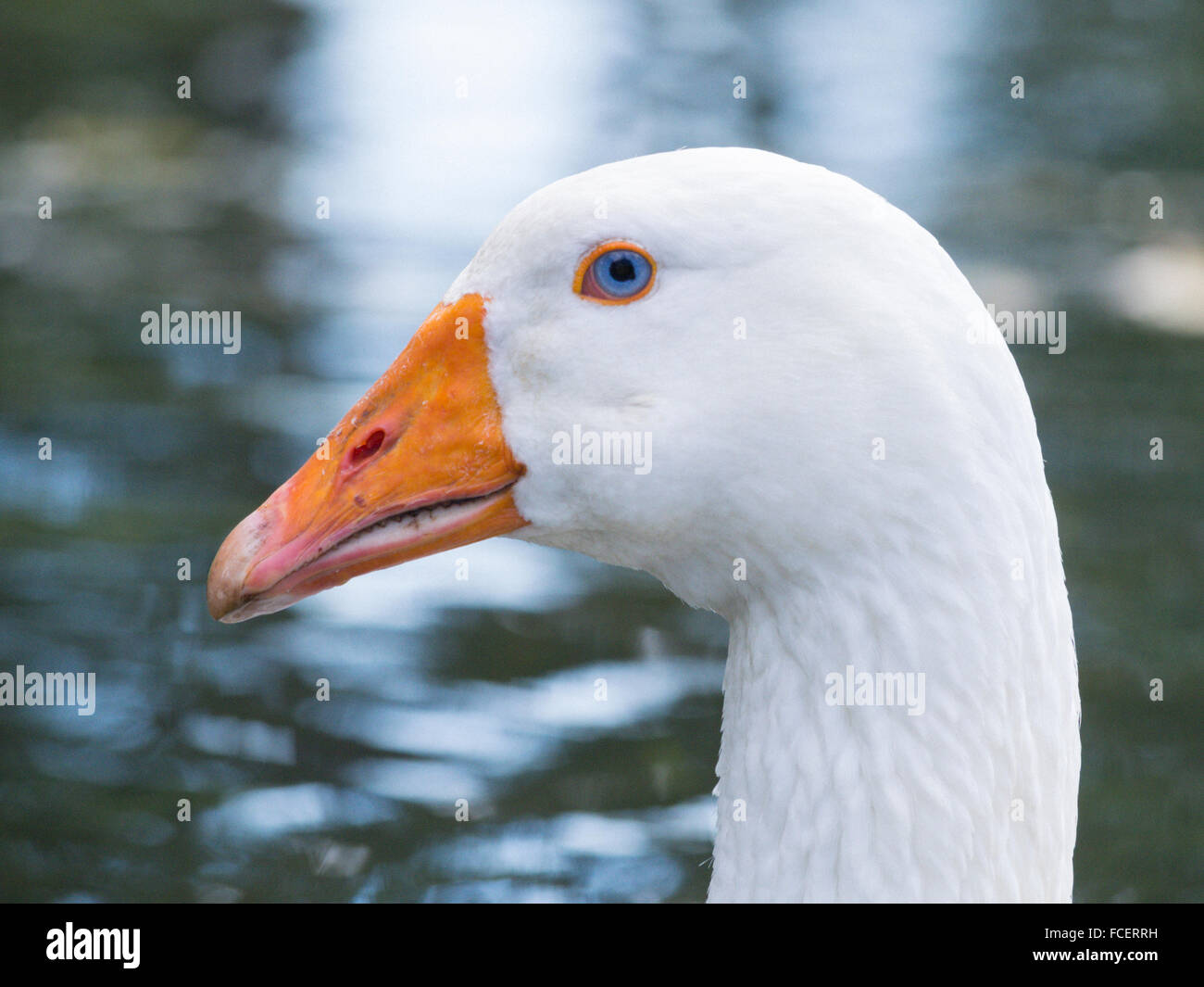 White domestic duck Stock Photo