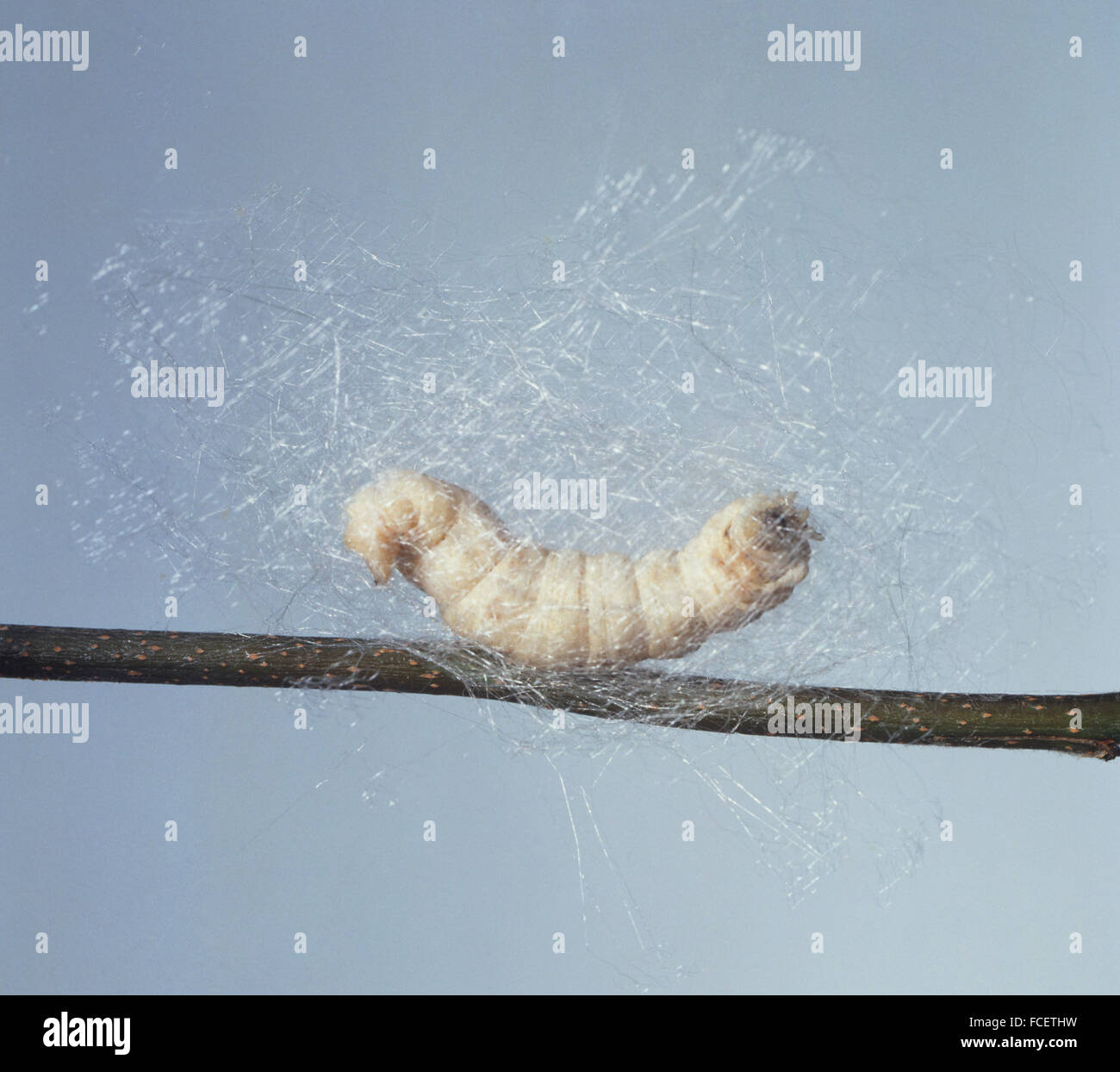 Bombyx mori (Silkworm), a silk worm spinning its cocoon Stock Photo