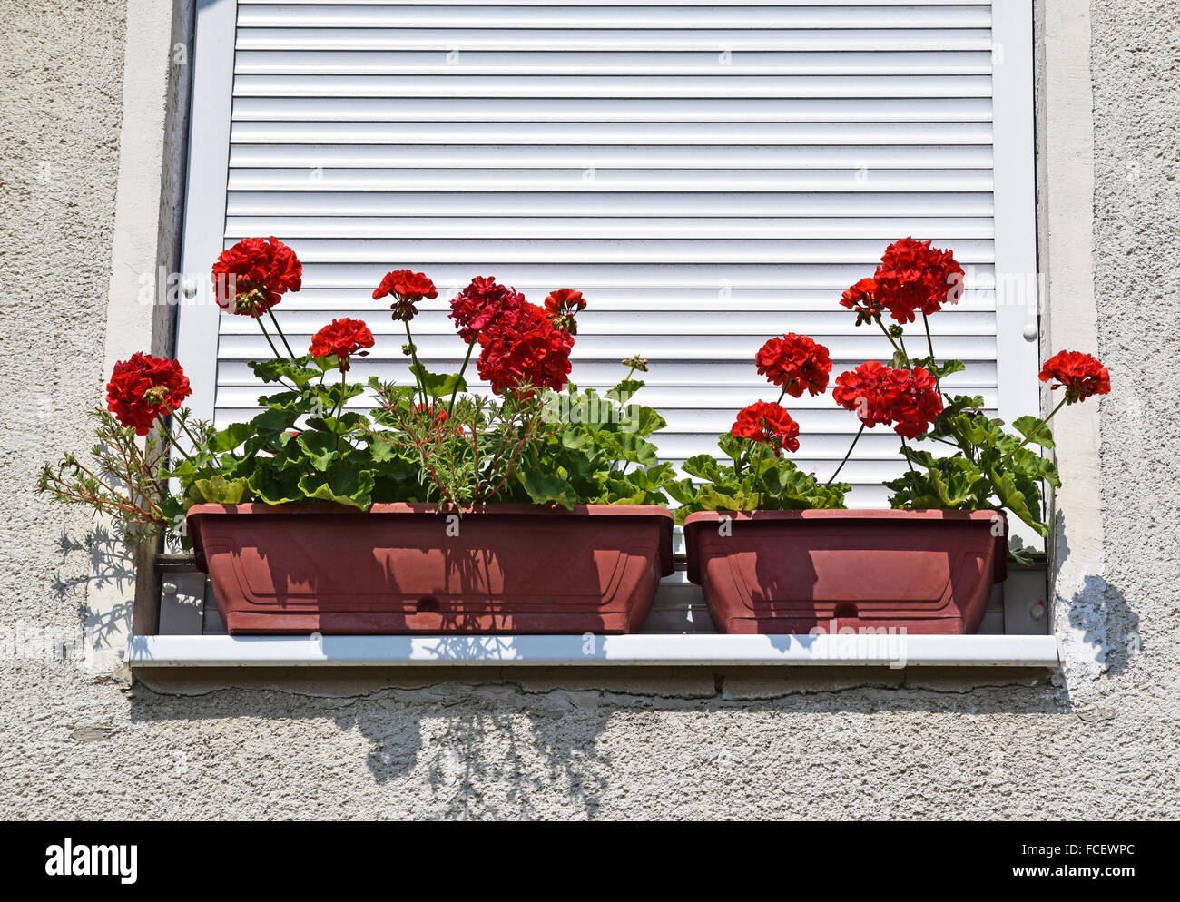 Flowers in the window Stock Photo Alamy