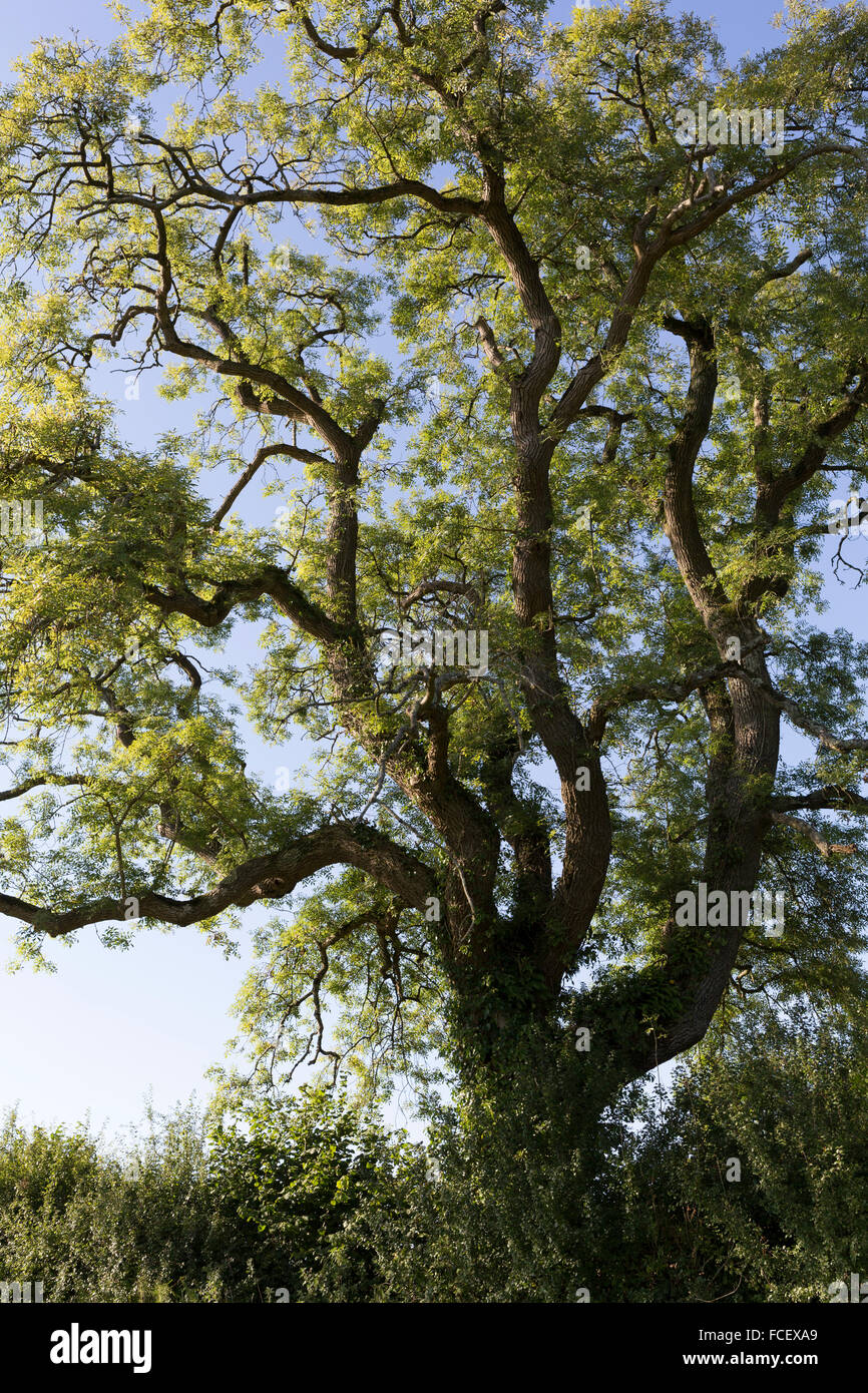 Mature Ash Tree on Somerset farmland Stock Photo