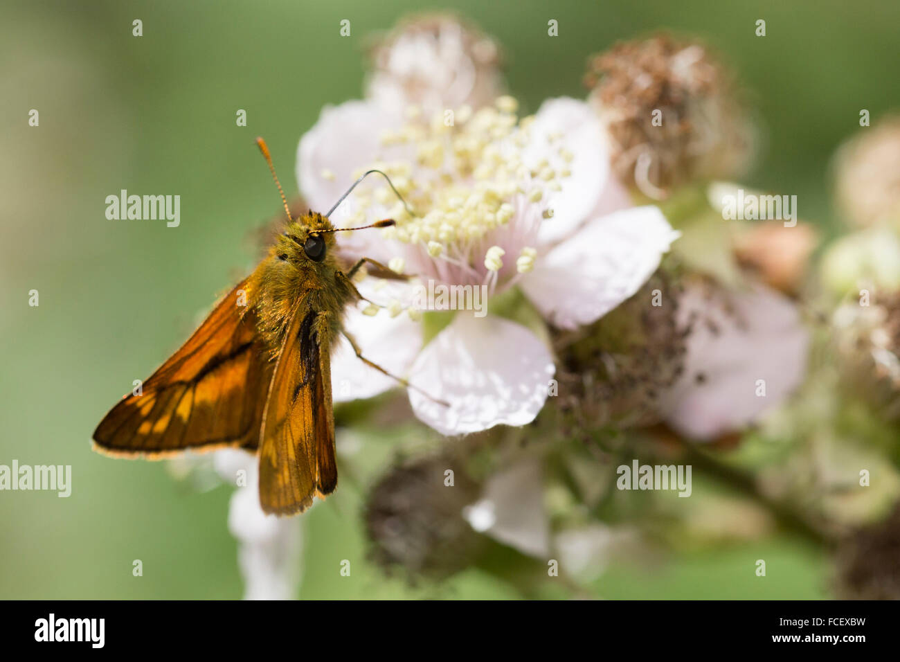 Large Skipper nectaring on Bramble flower - Ochlodes sylvanus Stock Photo