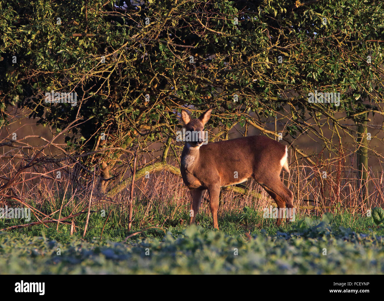 Female roe deer capreolus feeding on the edge of a farmers field Stock Photo