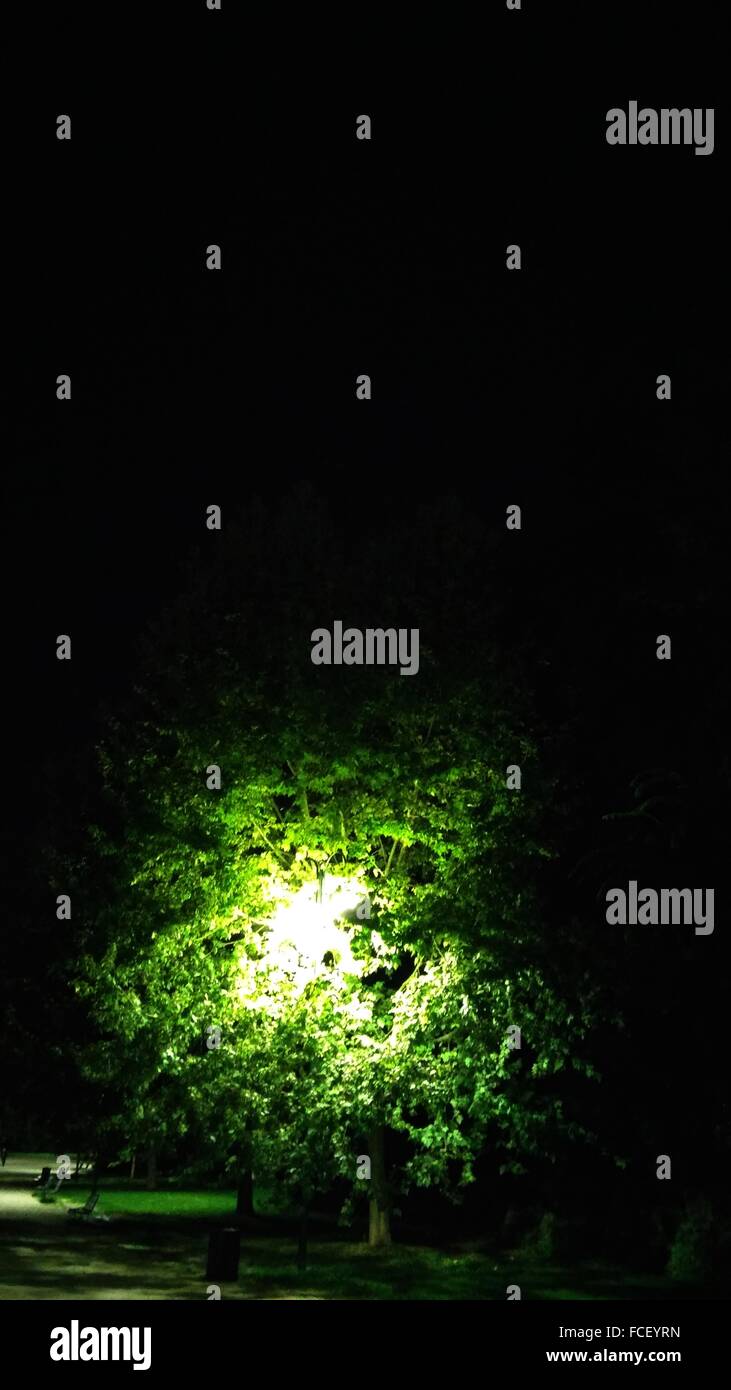 Tree in the night hires stock photography and images Alamy