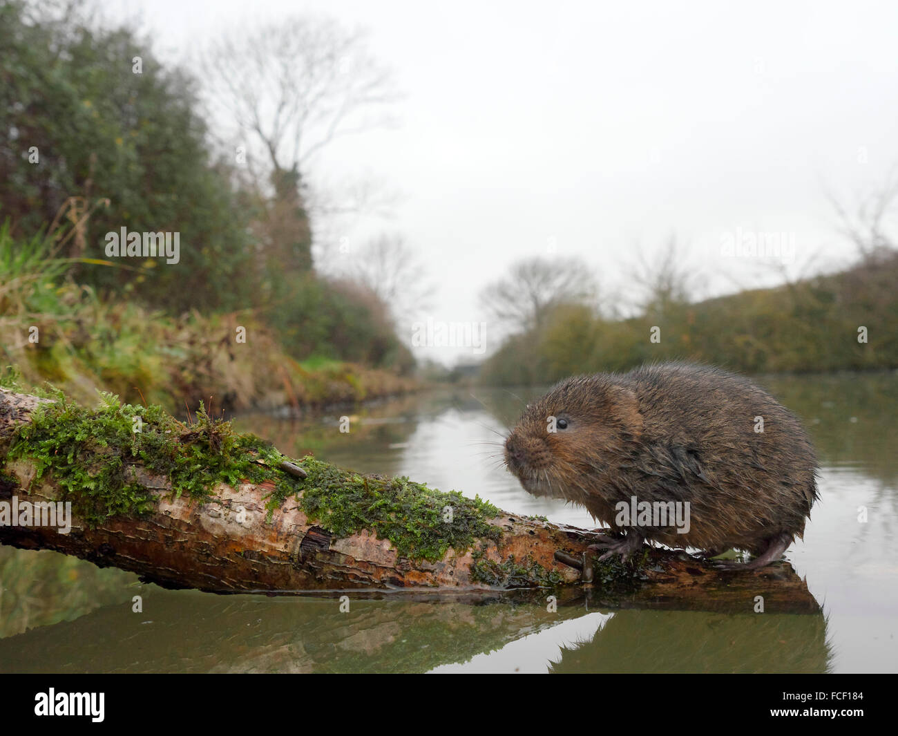 Water vole, Arvicola amphibius, single mammal by water, Warwickshire, December 2015 Stock Photo